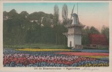 HILLEGOM - Uit de Bloemenvelden - Hyacinthen