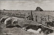 TEXEL - Landschap