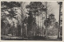 VELUWE - Wandeling door de Veluwse bossen