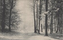 DENEKAMP - In het Sterrebosch bij Denekamp