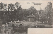 AMSTERDAM - Artis, Pelikanenvijver