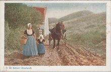 ZEELAND - In de duinen