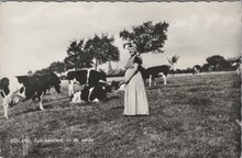 ZUID-BEVELAND - In de weide