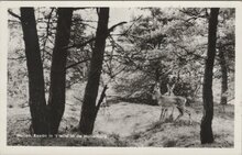 HOLTEN - Reeën in 't wild in de Holterberg