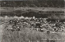 OMMEN - Meertje op Eerde