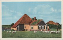 TEXEL - Texelse hoeve met schapen