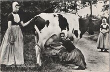 ZEELAND - Walcheren, melktijd