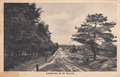 VELUWE-Karreweg-op-de-Veluwe