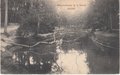 ZEIST-Schuineboom-in-t-Bosch