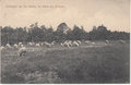 HALLE-Schapen-op-de-Heide-te-Halle-bij-Zelhem