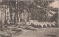 LAREN-N.H.-Groet-uit-Laren-herder-met-schapen