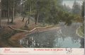 ZEIST-De-schuine-boom-in-het-Bosch