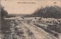 VELUWE-Kudde-schapen-op-de-Veluwe