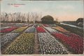 NEDERLAND-Uit-de-Bloemenvelden-Tulpen