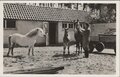 SOEST-Sanatorium-Zonnegloren-te-Soest.-Merrie-met-veulen-en-de-poney-op-de-boerderij