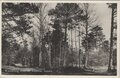 VELUWE-Wandeling-door-de-Veluwse-bossen
