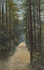 VELUWE - Boslaan_7