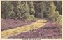 VELUWE - Bloeiende Heide op de Veluwe_7