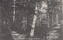 VELUWE - Bosch op de Veluwe_7