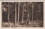 VELUWE - Natuurbosch op de Veluwe_7