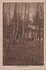 HEELSUM - Berkenboschje_7