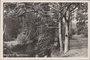 BAARN - In de Staatsbosschen_7