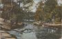 ZEIST - Schuine boom in 't Bosch_7
