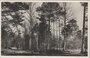 VELUWE - Wandeling door de Veluwse bossen_7