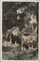RHENEN - Ouwehands Dierenpark. Leeuwen_8